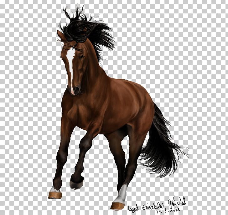 Mane Mare Pony Mustang Coldblood Trotters PNG, Clipart, Belgian Horse, Bridle, Colt, Draft Horse, Dressage Free PNG Download