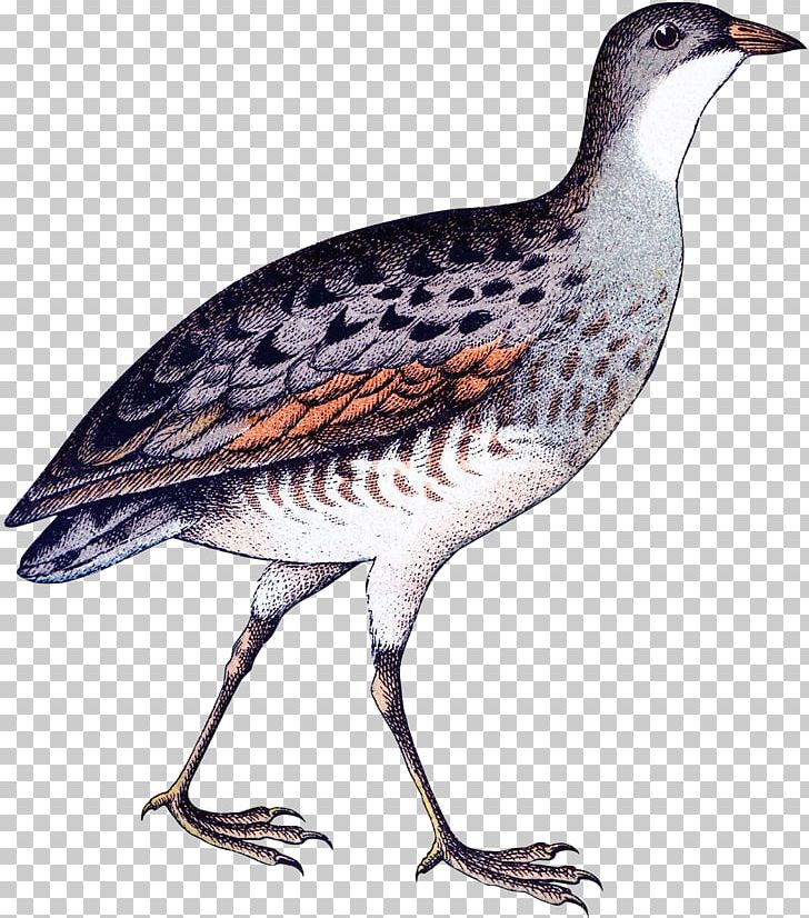 Partridge Beak Fauna Feather Wader PNG, Clipart, Animals, Beak, Bird, Bittern, Cuckoos Free PNG Download