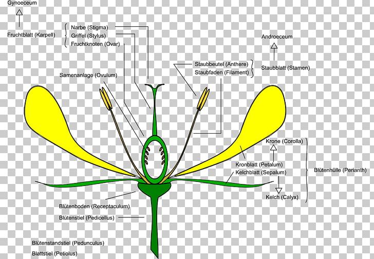 Flower Anatomy Diagram PNG, Clipart, Anatomy, Angle, Area, Botany, Brand Free PNG Download