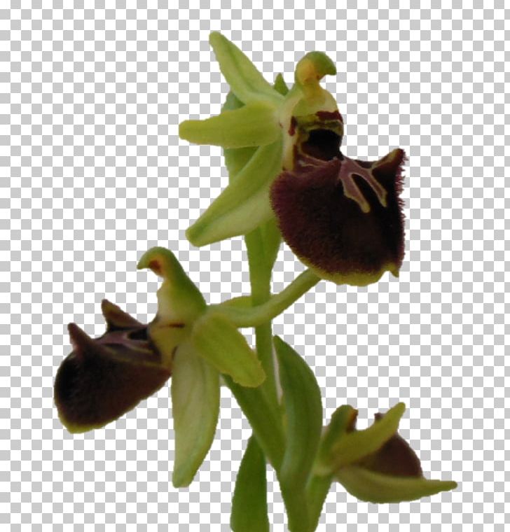 Ophrys Sphegodes Ophrys Araneola Flower Rosette PNG, Clipart, Bulb, Dendrobium, Digital Cameras, Flower, Flowering Plant Free PNG Download