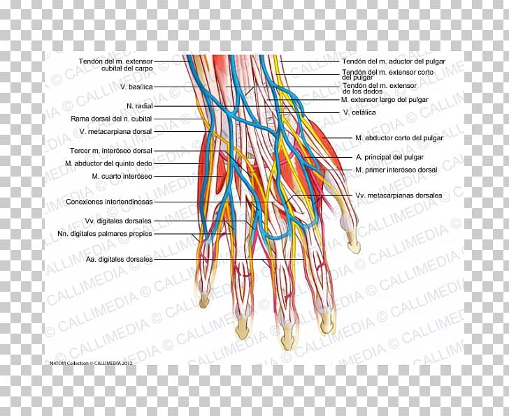 Blood Vessel Nerve Human Body Human Anatomy Nervous System PNG, Clipart, Blood, Blood Vessel, Blood Vessels, Circulatory System, Hand Free PNG Download