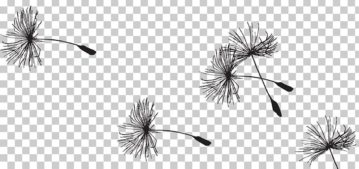 Incotro? PNG, Clipart, Animal Jam Clans, Black And White, Book, Branch, Dandelion Free PNG Download
