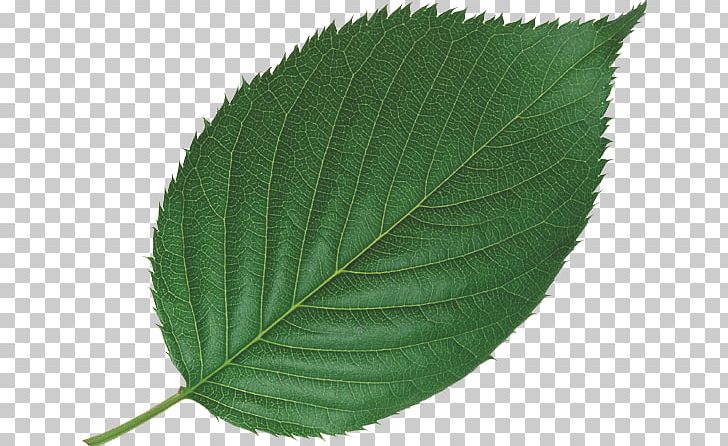 Leaf Bladnerv Plant Mint Tree PNG, Clipart, Autumn Leaves, Banana Leaves, Bladnerv, Circle, Fall Leaves Free PNG Download