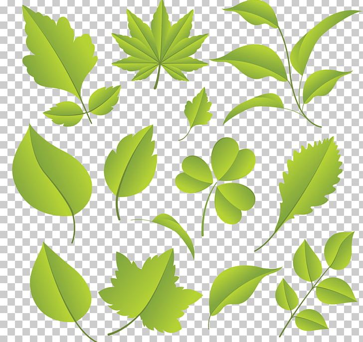 Plant Leaf PNG, Clipart, Branch, Download, Encapsulated Postscript, Flower, Graphic Design Free PNG Download