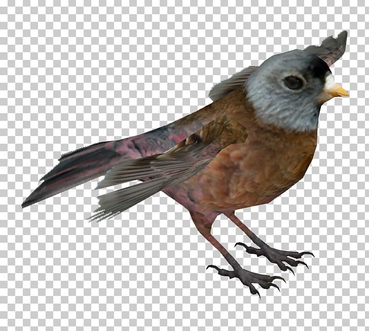 Zoo Tycoon 2 Finches American Sparrows Beak PNG, Clipart, American Sparrows, Beak, Bird, Chickadee, Com Free PNG Download