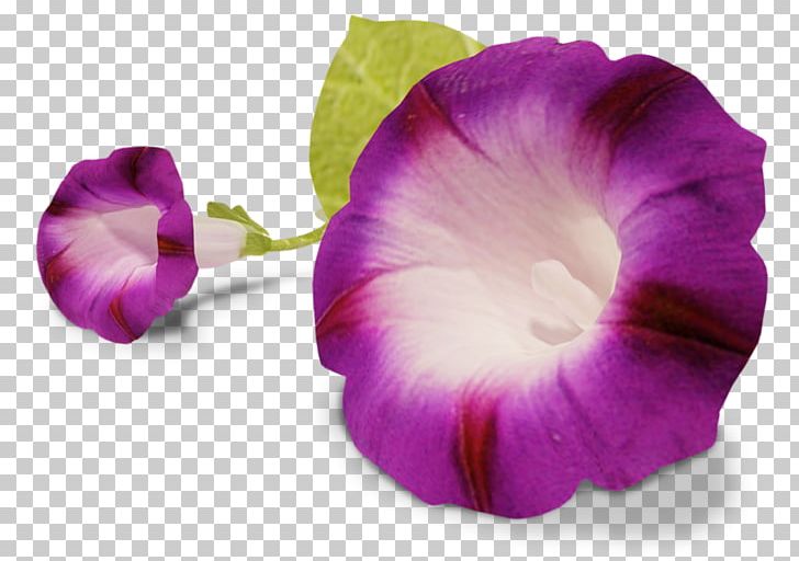 Bindweed Pansy Flower PNG, Clipart, Annual Plant, Bindweed, Cicek, Cicek Resimleri, Flower Free PNG Download