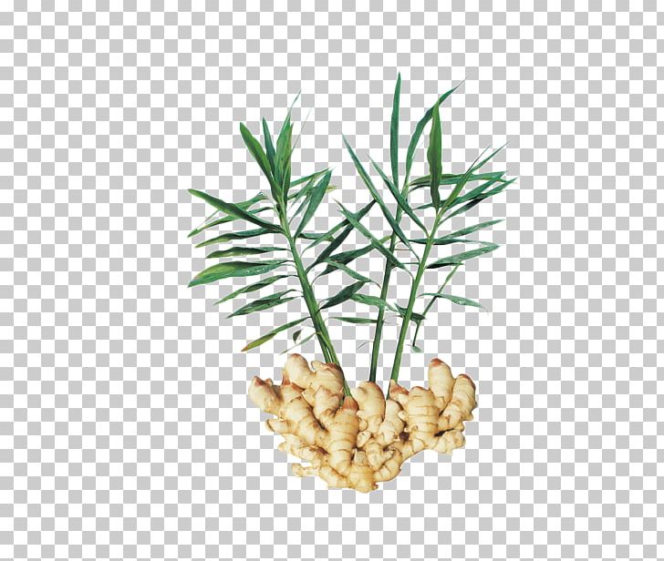 Chinese Herbology Ginger Traditional Chinese Medicine Crude Drug PNG, Clipart, Asian Ginseng, Chinese Herbology, Crude Drug, Extract, Flavor Free PNG Download
