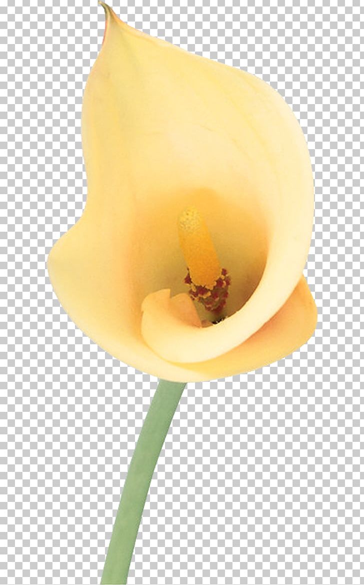 Gemeindeverwaltung Thiendorf Kamenzer Straße Photography Flower Close-up PNG, Clipart, Bog Arum, Book Editor, Calla, Calla Lily, Closeup Free PNG Download