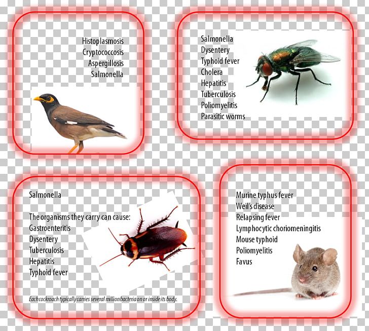 Insect Pest Control Disease Parasitism PNG, Clipart,  Free PNG Download