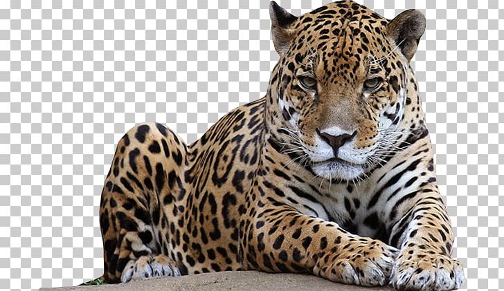 Leopard Lion Jaguar PNG, Clipart, Amur Leopard, Big Cats, Carnivoran, Cat Like Mammal, Cheetah Free PNG Download