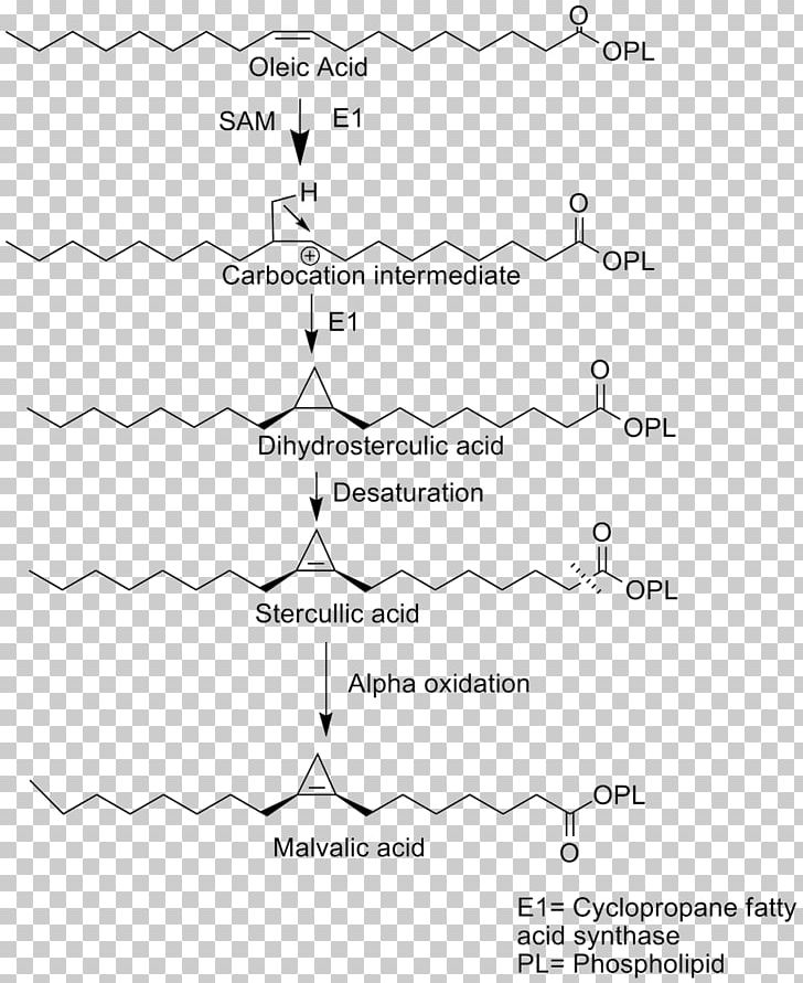 Malvalic Acid Cyclopropane Fatty Acid Cyclopropene PNG, Clipart, Acid, Angle, Area, Biosynthesis, Black And White Free PNG Download