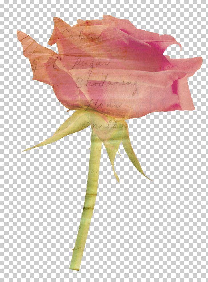 Paper Garden Roses Flower PNG, Clipart, Beach Rose, Cut Flowers, Desktop Wallpaper, Encapsulated Postscript, Flower Free PNG Download