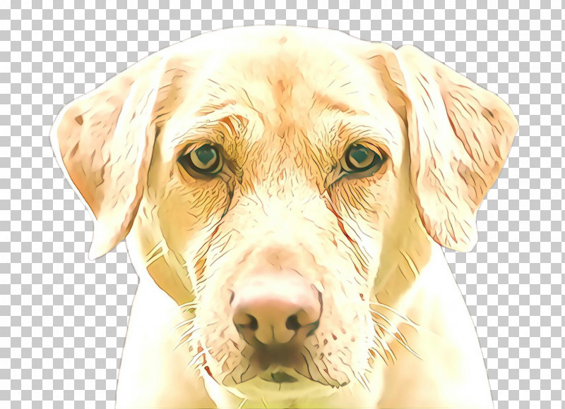 Dog Nose Labrador Retriever Snout Retriever PNG, Clipart, Dog, Golden Retriever, Labrador Retriever, Nose, Retriever Free PNG Download