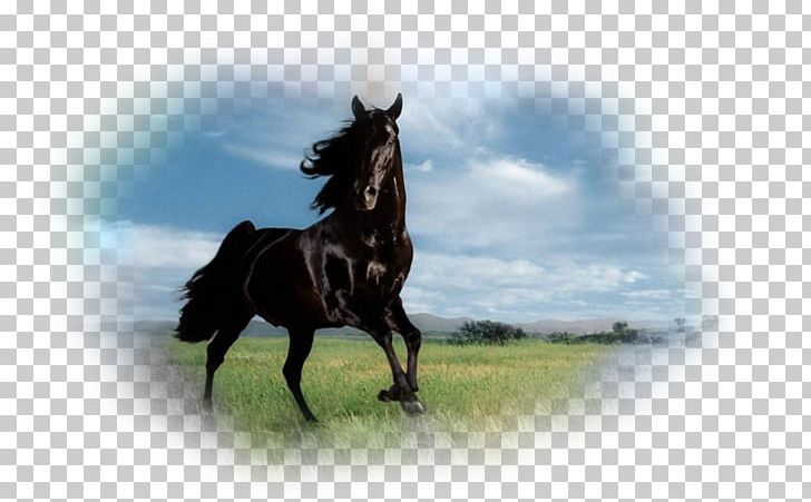 Stallion Thoroughbred Andalusian Horse Desktop Mare PNG, Clipart, 1080p, Andalusian Horse, Aptoide, Black, Bridle Free PNG Download