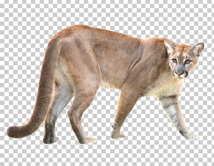 Stock Photography Cougar Puma PNG, Clipart, Alamy, Big Cats, Can Stock Photo, Carnivoran, Cat Like Mammal Free PNG Download
