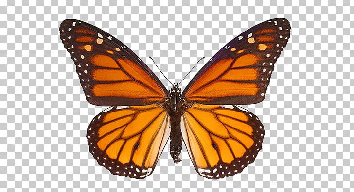 The Monarch Butterfly Milkweed Butterflies Insect PNG, Clipart, Arthropod, Brush Footed Butterfly, Butterfly, Butterfly Gardening, Danaus Genutia Free PNG Download
