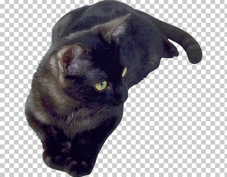 Black Cat Bombay Cat Korat Domestic Short-haired Cat Whiskers PNG, Clipart, Black Cat, Bombay, Bombay Cat, Carnivoran, Cat Free PNG Download