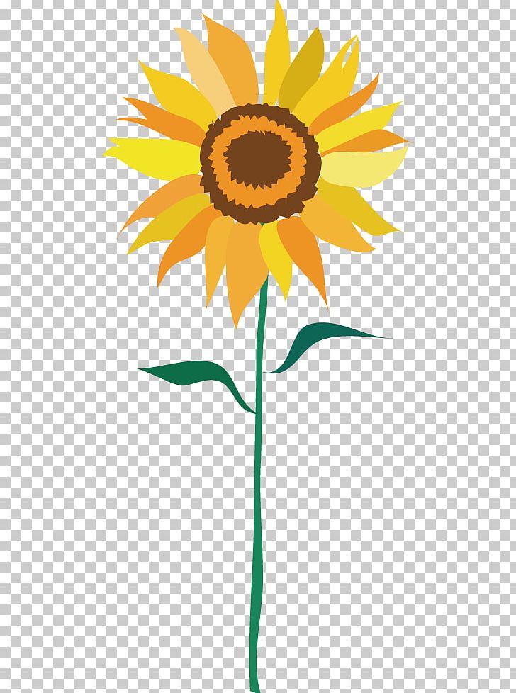 Common Sunflower PNG, Clipart, Adobe Illustrator, Cut Flowers, Daisy Family, Download, Element Free PNG Download