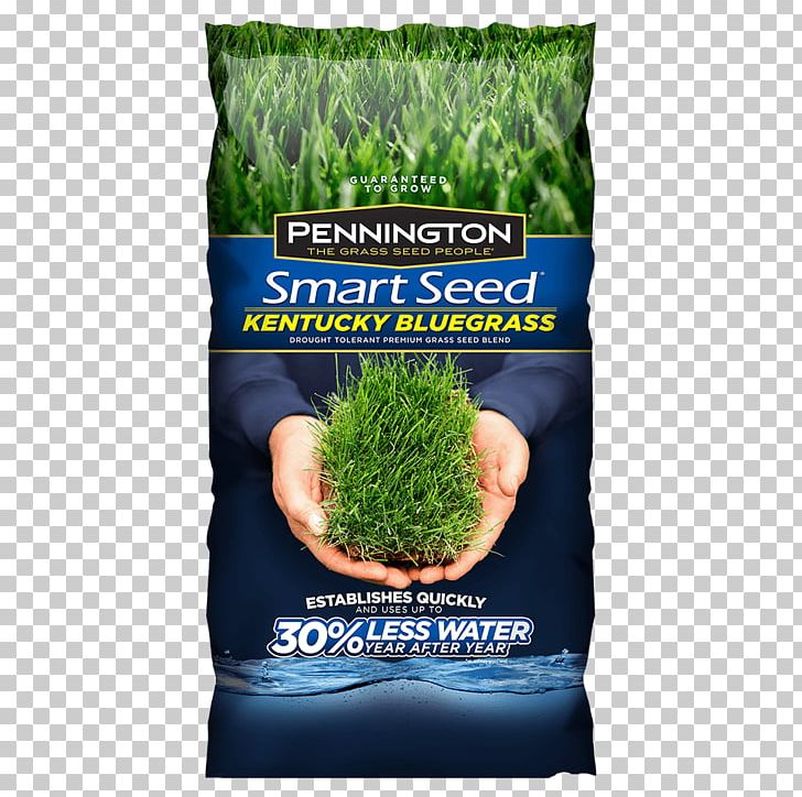 Lawn Seed Kentucky Bluegrass Perennial Ryegrass Fescues PNG, Clipart, Commodity, Fescues, Garden, Germination, Grass Free PNG Download