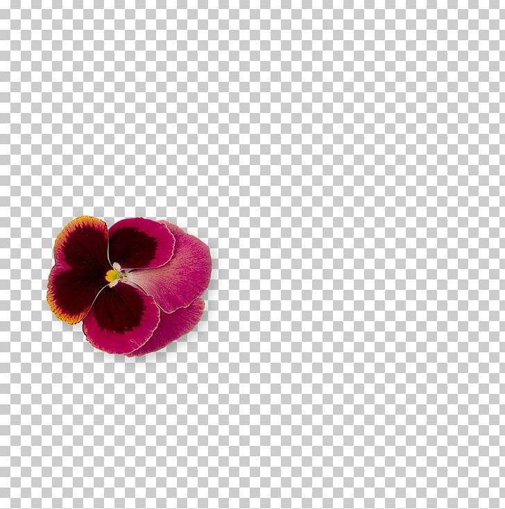 Pansy Magenta Shoe PNG, Clipart, Fallings Angels, Flower, Flowering Plant, Magenta, Pansy Free PNG Download