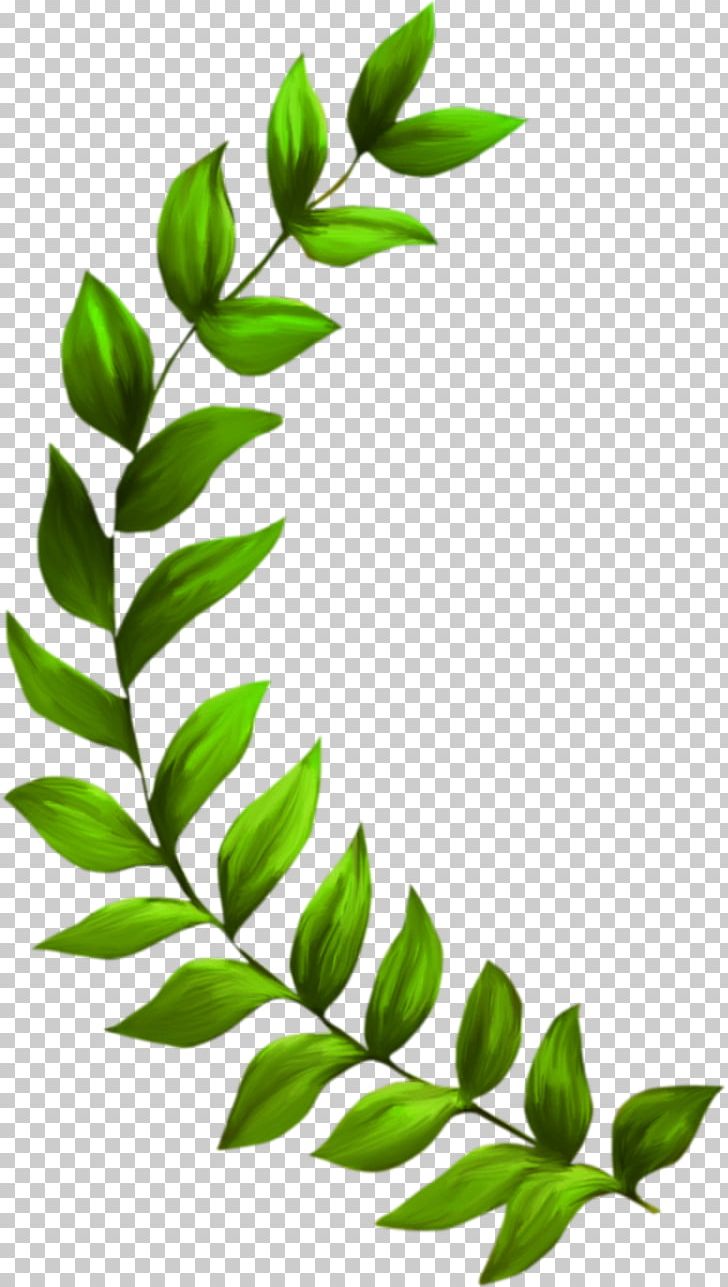 Seagrass Plant Seaweed PNG, Clipart, Algae, Aquatic Plants, Branch, Clip Art, Coral Free PNG Download