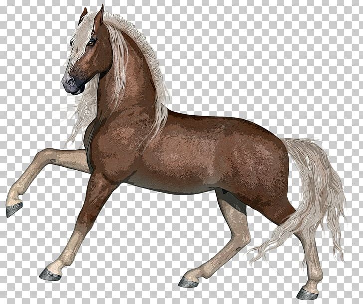 Stallion Foal Mare Arabian Horse Portable Network Graphics PNG, Clipart, Animal, Animal Farm, Arabian Horse, Bridle, Desktop Wallpaper Free PNG Download