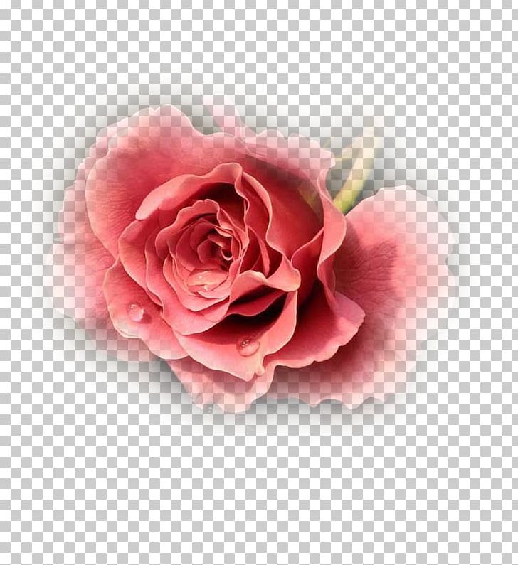 Cut Flowers Garden Roses PNG, Clipart, Bahar, Cicek, Cicek Resimleri, Cut Flowers, Desktop Wallpaper Free PNG Download