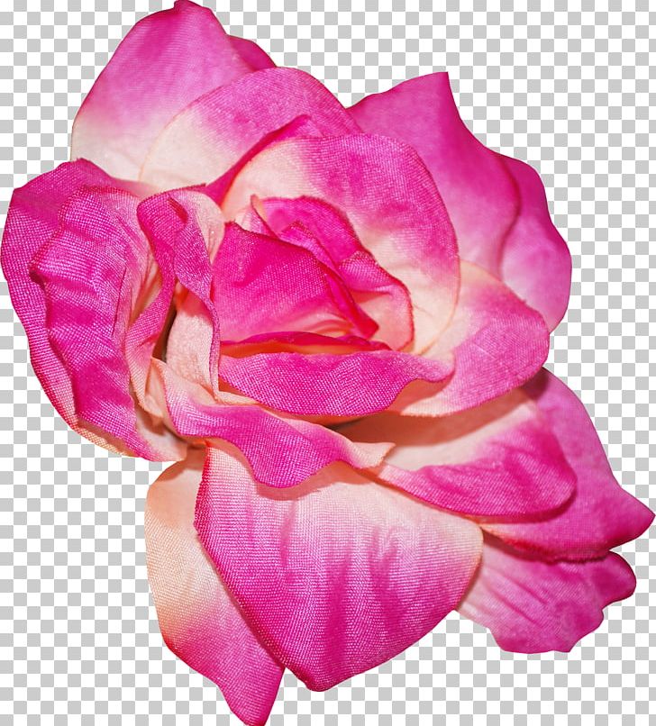 Garden Roses Centifolia Roses Rosa Chinensis Floribunda Petal PNG, Clipart, China Rose, Cut Flowers, Desktop Wallpaper, Flower, Flowering Plant Free PNG Download