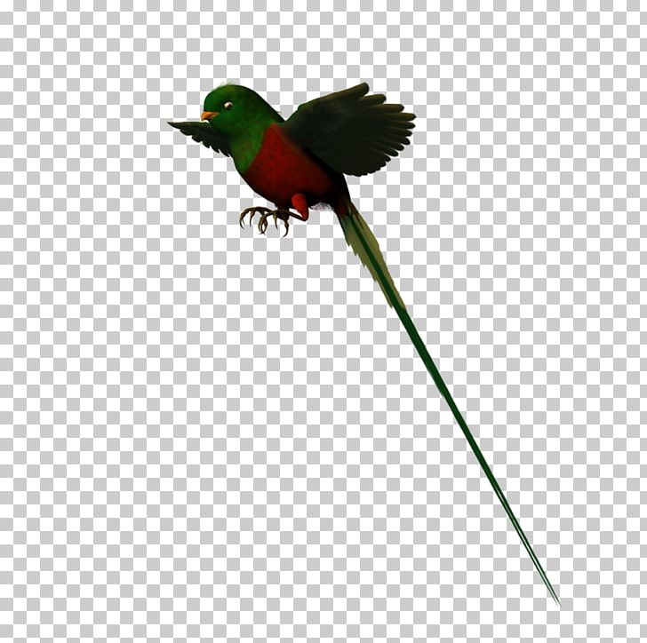Hummingbird Parakeet Fauna Feather Beak PNG, Clipart, Animals, Beak, Bird, Cato, Fauna Free PNG Download