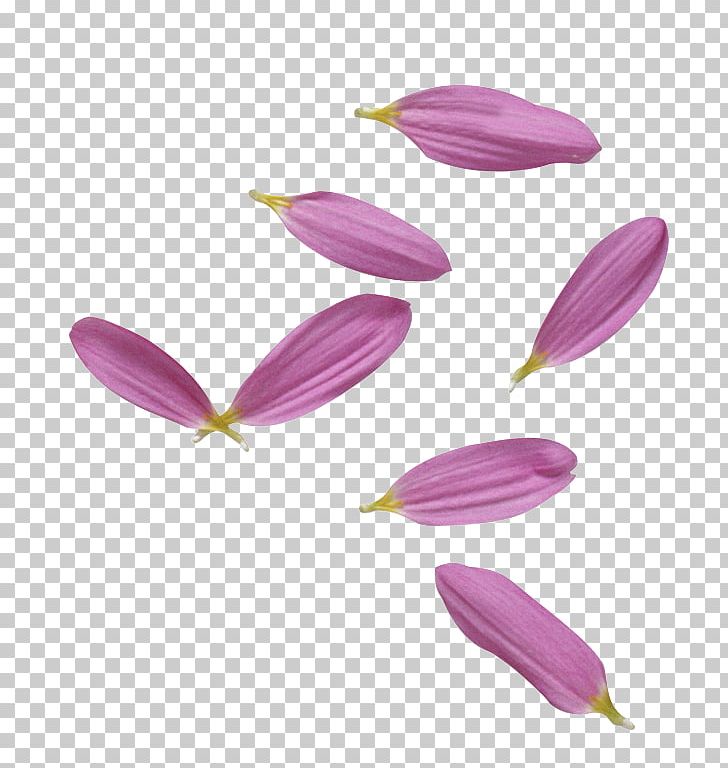 Petal Purple PNG, Clipart, Art, Download, Flower, Flowering Plant, Lilac Free PNG Download