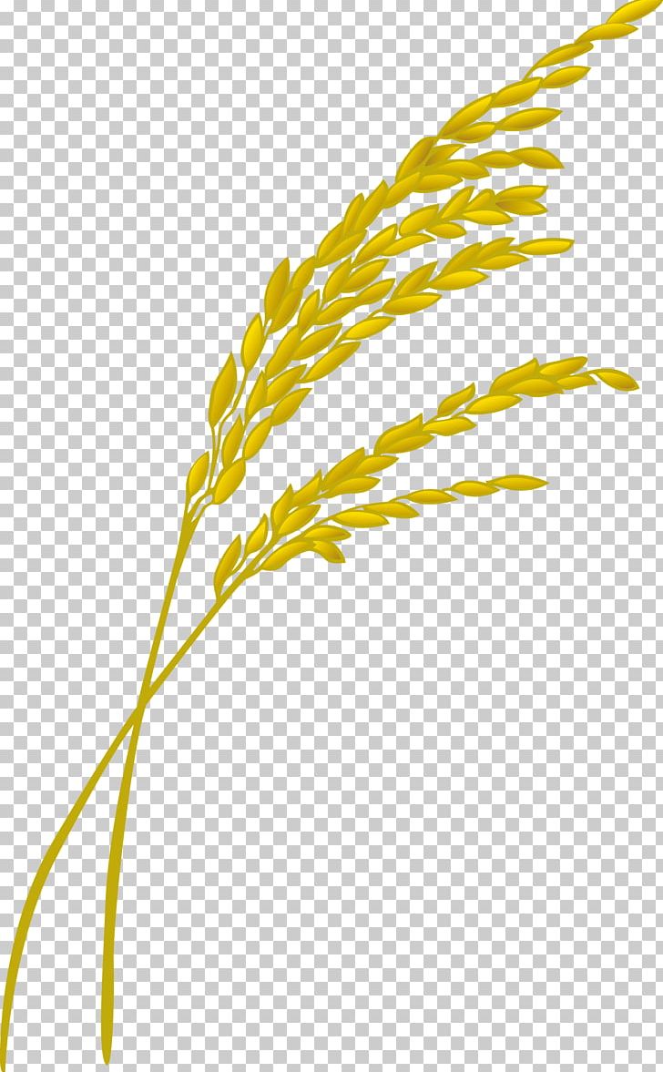 Rice Oryza Sativa Designer PNG, Clipart, Brown Rice, Cereal, Commodity, Designer, Flowering Plant Free PNG Download