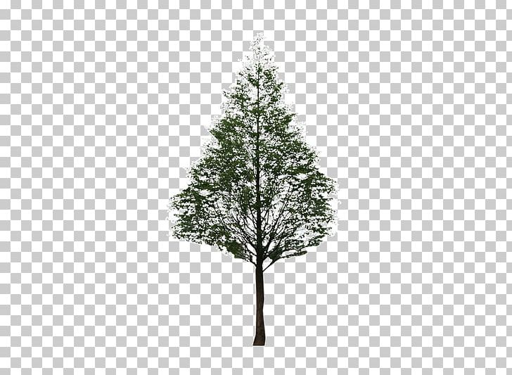 Fir Pine Black And White Leaf Pattern PNG, Clipart, Autumn Tree, Background, Black, Branch, Branches Free PNG Download