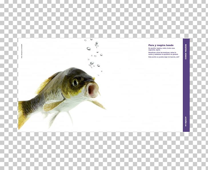 Nasal Cavity Fish Nostril Nasal Bone Odor PNG, Clipart, Animals
