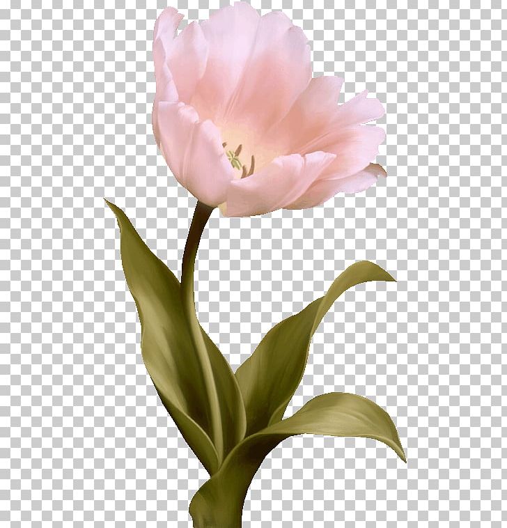 Tulip Flower Pink PNG, Clipart, Color, Computer Wallpaper, Encapsulated Postscript, Euclidean Vector, Floral Design Free PNG Download