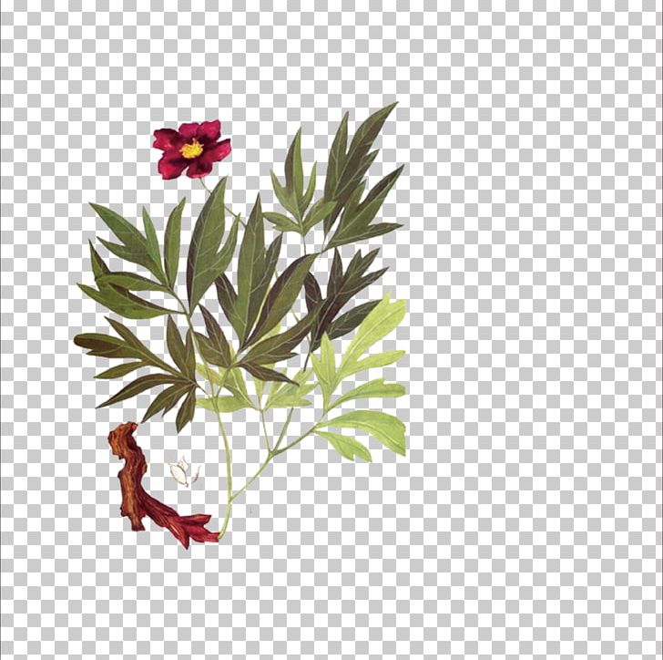 U8d64u828d Guizhi Fuling Wan Traditional Chinese Medicine Chinese Herbology PNG, Clipart, Aromatic Herbs, Chinese, Flower, Flower Arranging, Herbaceous Plant Free PNG Download