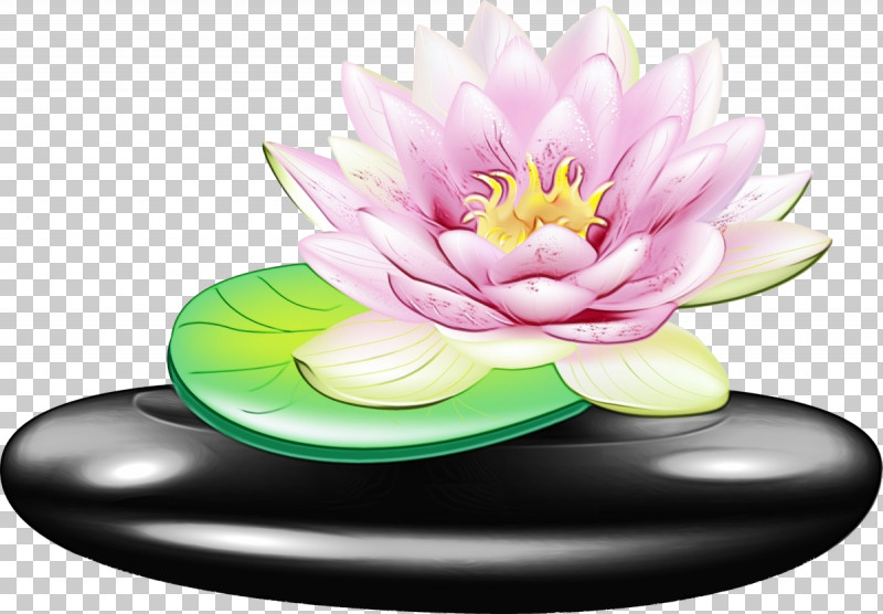 Nymphaea Nelumbo Petal PNG, Clipart, Lotus Flower, Nymphaea Nelumbo, Paint, Petal, Watercolor Free PNG Download