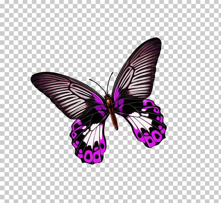 Butterfly PNG, Clipart, Arthropod, Beautiful Girl, Brush Footed Butterfly, Butterflies, Butterfly Group Free PNG Download