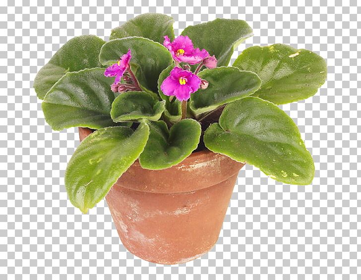 Flowerpot Houseplant Garden Succulent Plant PNG, Clipart, African Violets, Bonsai, Cutting, Flower, Flower Garden Free PNG Download