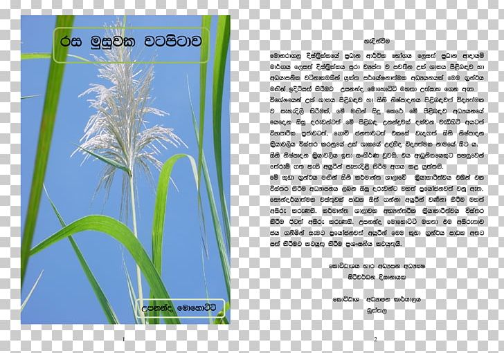 Paper Advertising Graphic Design Grasses PNG, Clipart, Advertising, Art, Brochure, Family, Flora Free PNG Download
