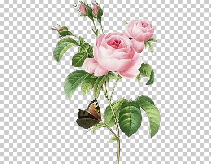 Pierre-Joseph Redoutxe9 (1759-1840) Rose Painting AllPosters.com Printmaking PNG, Clipart, Artificial Flower, Canvas, Floribunda, Flower, Flower Arranging Free PNG Download