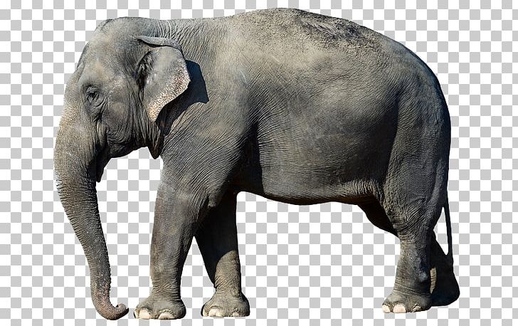 African Bush Elephant Asian Elephant Desktop African Forest Elephant PNG, Clipart, African Bush Elephant, African Forest Elephant, Animals, Desktop Wallpaper, Fauna Free PNG Download