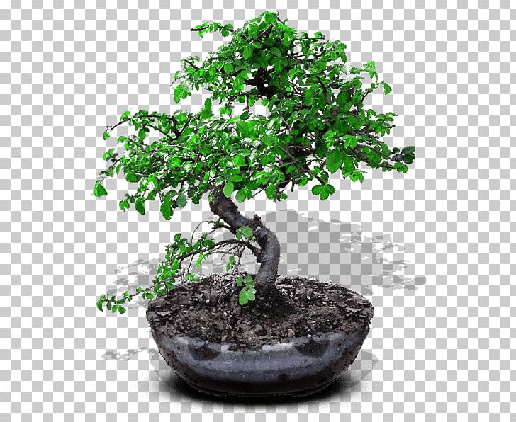 Chinese Sweet Plum Bonsai Ornamental Plant Flowerpot Tree PNG, Clipart, Bonsai, Cutting, Daru, Fig Trees, Flowerpot Free PNG Download