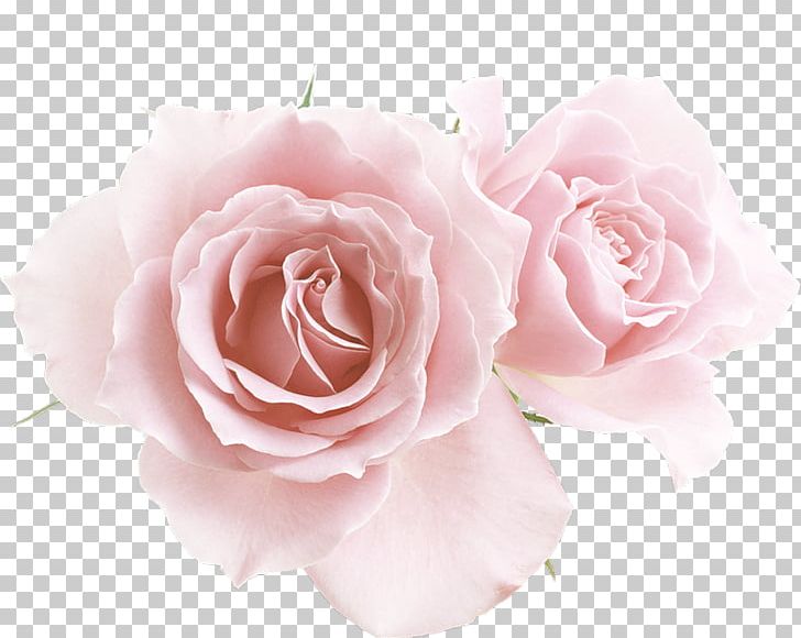 Flower Garden Roses PNG, Clipart, Artificial Flower, Cicek, Cicek Resimleri, Color, Cut Flowers Free PNG Download