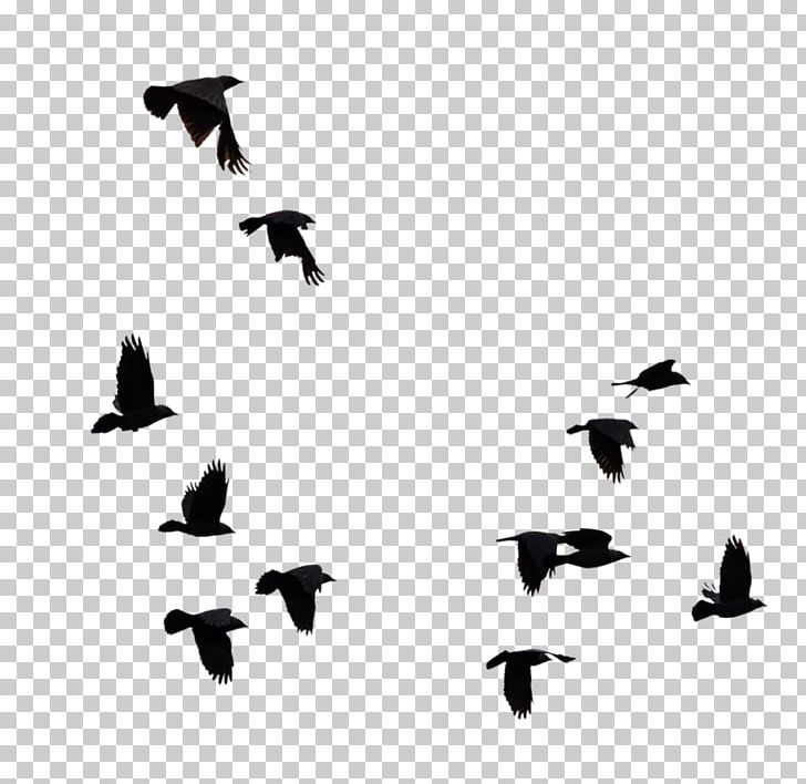 Bird Goose PNG, Clipart, Animal Migration, Animals, Beak, Bird, Bird Migration Free PNG Download