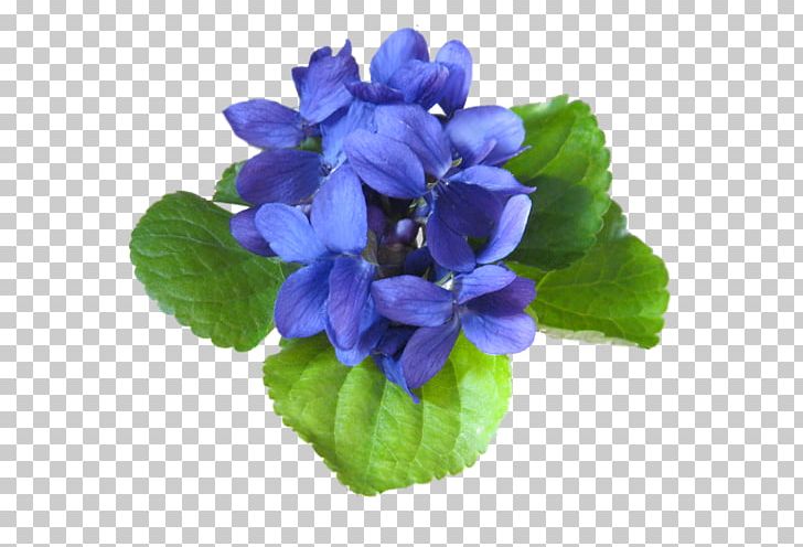LiveInternet Flower Quotation PNG, Clipart, Blue, Flower, Flowering Plant, Liveinternet, Others Free PNG Download