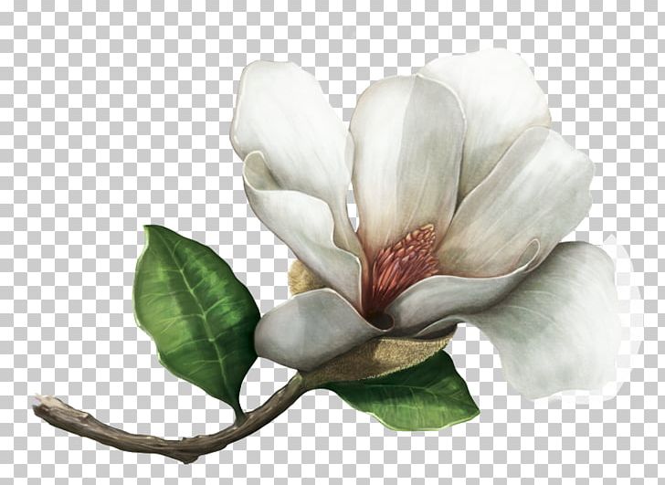Southern Magnolia Magnolia Colombiana Magnolia Mahechae Species Magnoliids PNG, Clipart, Biodiversity, Biology, Blossom, Botany, Bud Free PNG Download