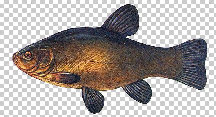 Actinopterygii Tench Lenok Fish Common Carp PNG, Clipart, Actinopterygii, Animals, Bony Fish, Bony Fishes, Burbot Free PNG Download