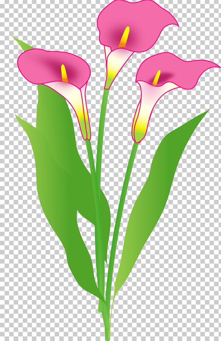 Cut Flowers Color Arum-lily Floral Design PNG, Clipart, Arum, Arum Lilies, Arumlily, Color, Color Flower Free PNG Download