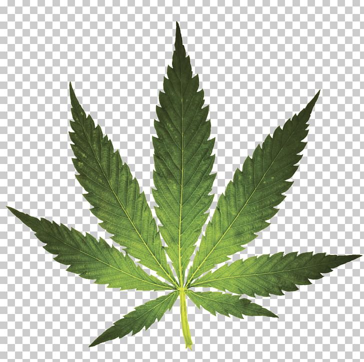 Medical Cannabis Marijuana Cannabis Sativa Cannabis Smoking PNG, Clipart, Cannabis, Cannabis In Michigan, Cannabis Ruderalis, Cannabis Sativa, Cannabis Smoking Free PNG Download