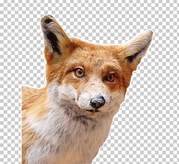 Red Fox Dhole Gray Wolf Red Wolf Fur PNG, Clipart, Dhole, Dog Like Mammal, Fauna, Fox, Fur Free PNG Download